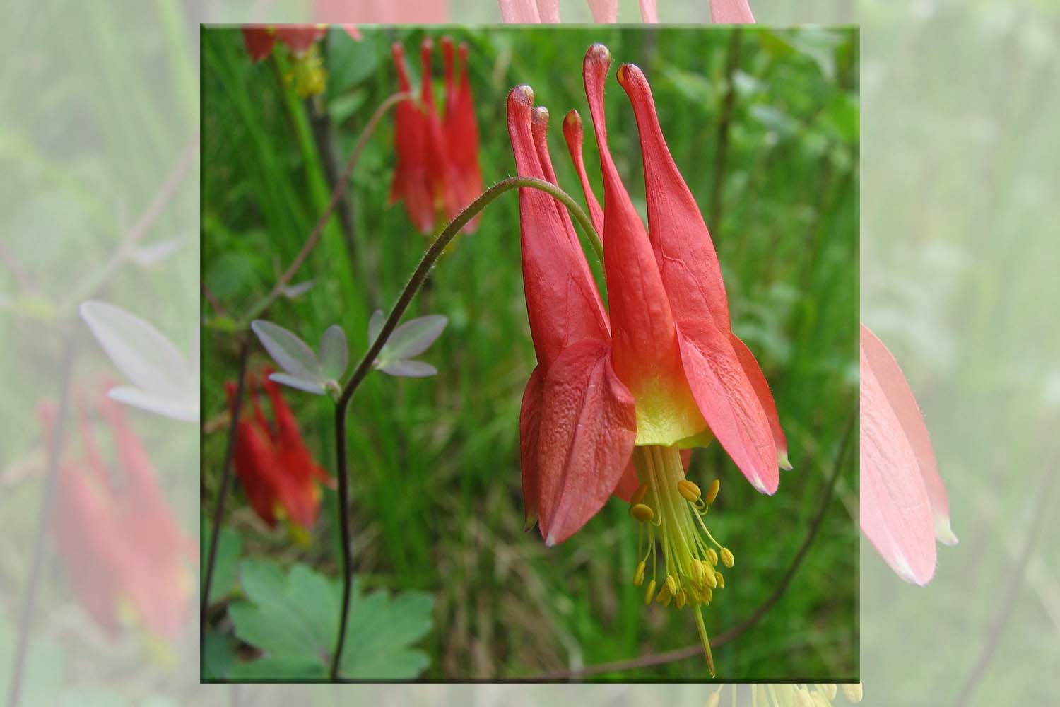 Aquilegia canadensis - Columbine Long Island Native Plantings SuffolkHydroseeding.com 